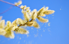 Pollen et allergie saisonnière